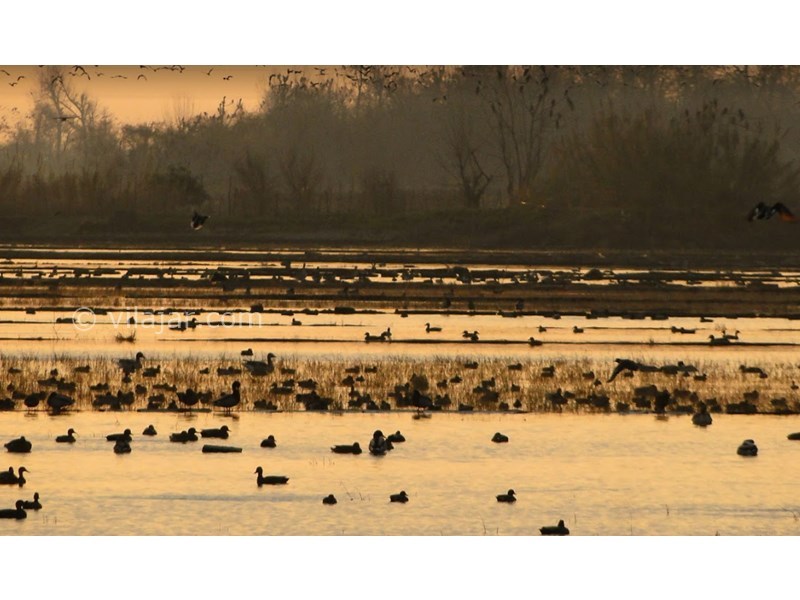 عکس شماره 5 - تالاب فریدونکنار