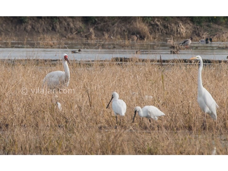 عکس شماره 6 - تالاب فریدونکنار