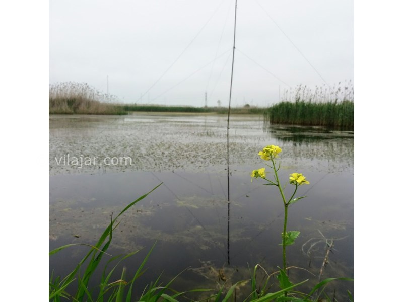 عکس شماره 7 - تالاب فریدونکنار