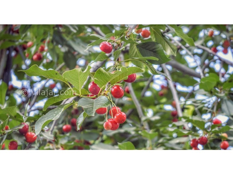عکس شماره 16 - روستای جزینان طالقان