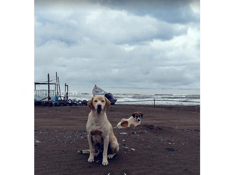 عکس شماره 15 - ساحل چمخاله