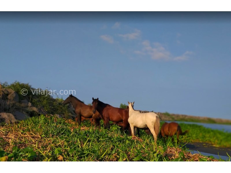 عکس شماره 17 - ساحل چمخاله