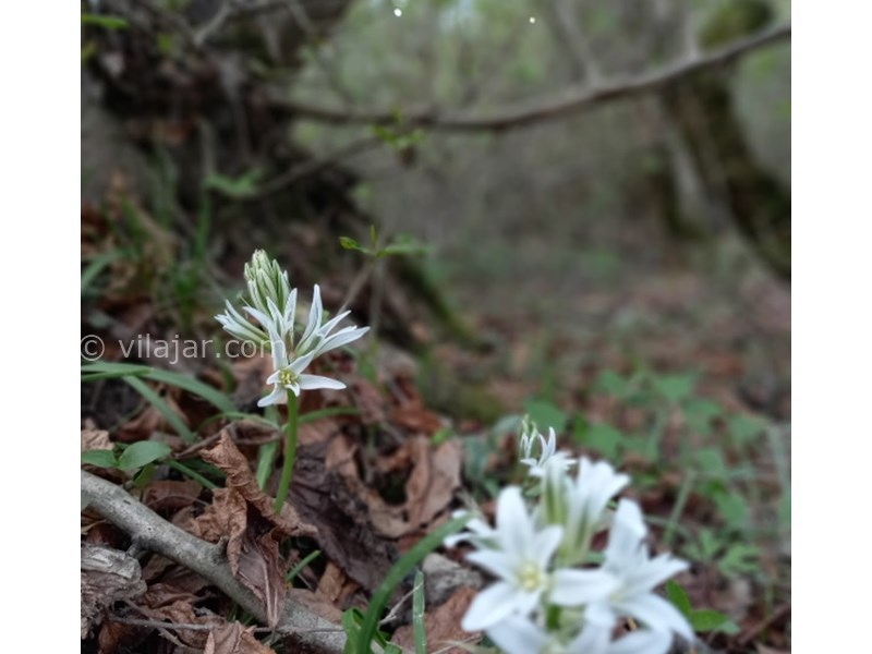 عکس شماره 8 - منطقه ییلاقی زیارت گرگان