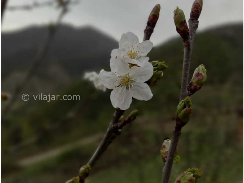 عکس شماره 11 - منطقه ییلاقی زیارت گرگان