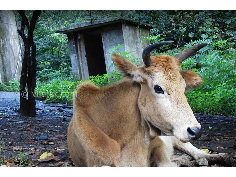 عکس شماره 16 - آبشار لاتون در گیلان