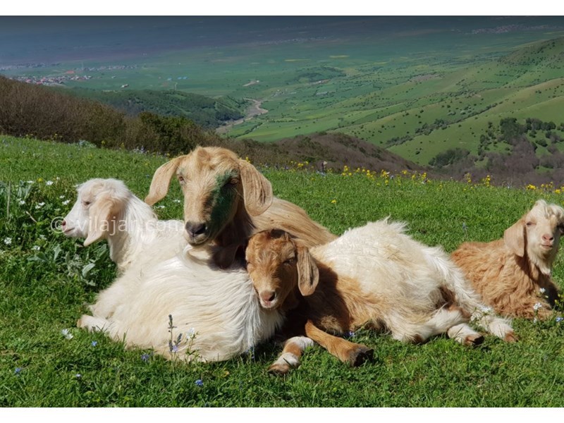 عکس شماره 17 - آبشار لاتون در گیلان