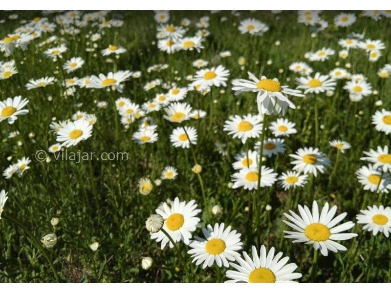 عکس شماره 20 - آبشار لاتون در گیلان