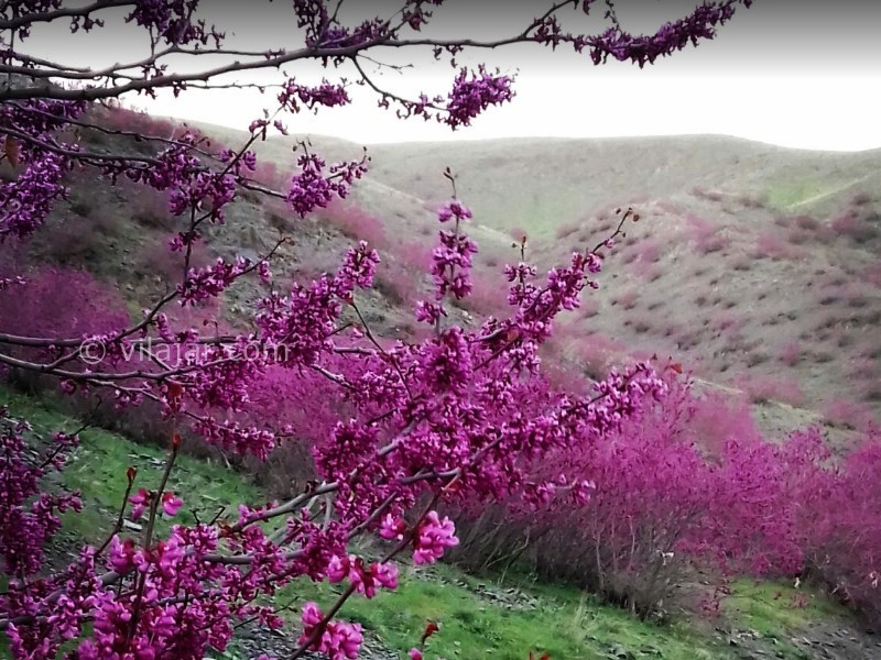 عکس شماره 3 - دره ارغوان طرقبه