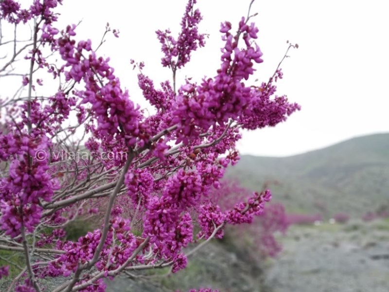 عکس شماره 7 - دره ارغوان طرقبه