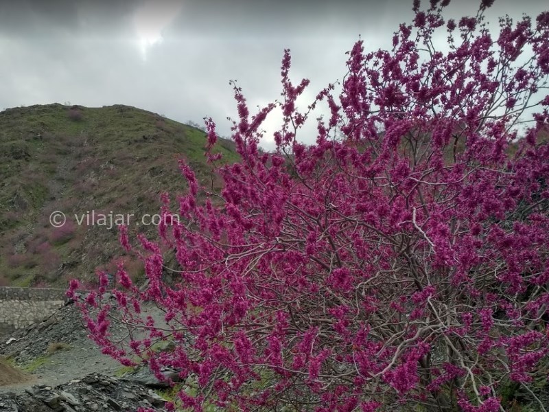 عکس شماره 8 - دره ارغوان طرقبه