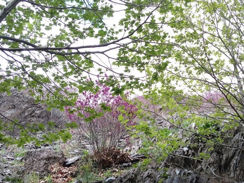 عکس شماره 9 - دره ارغوان طرقبه