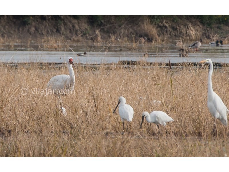 عکس شماره 19 - جاذبه‌های گردشگری فریدونکنار