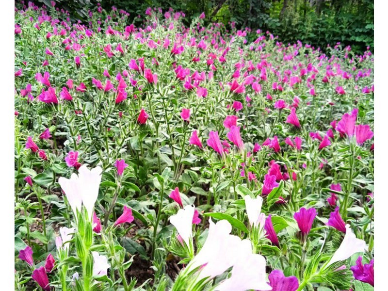 عکس شماره 11 - روستای اشکورات