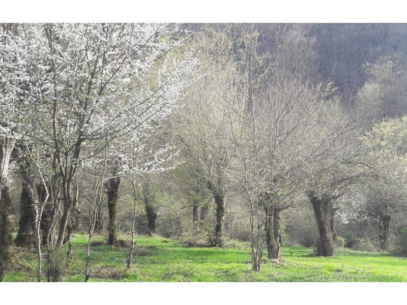 عکس شماره 3 - مرداب کندوچال در چالوس