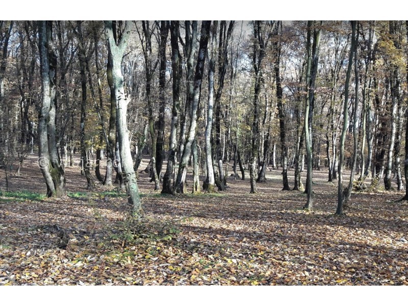 عکس شماره 4 - مرداب کندوچال در چالوس