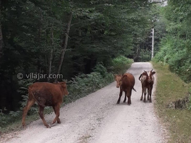 عکس شماره 5 - آبشار تودارک جلیسان