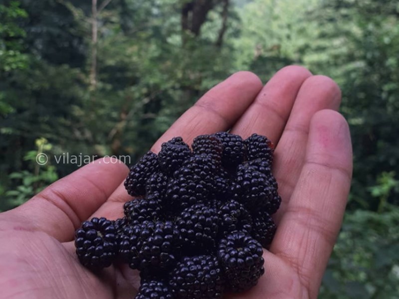 عکس اصلی شماره 8 - آبشار تودارک جلیسان