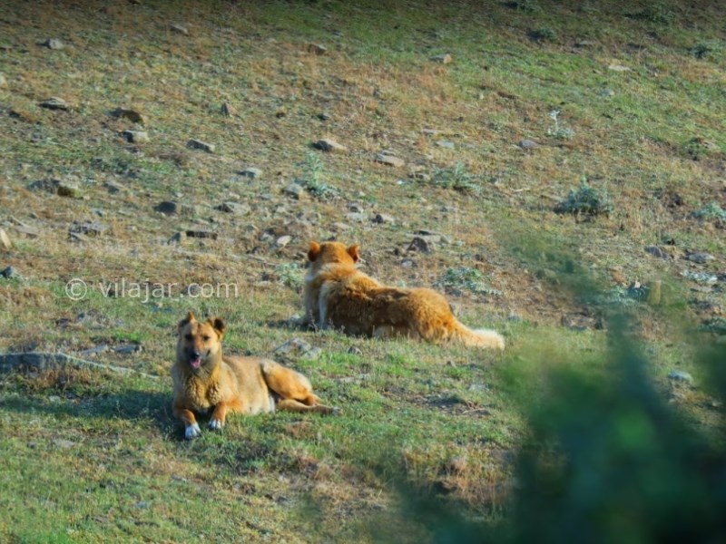 عکس شماره 14 - روستای فیلبند، بام مازندران
