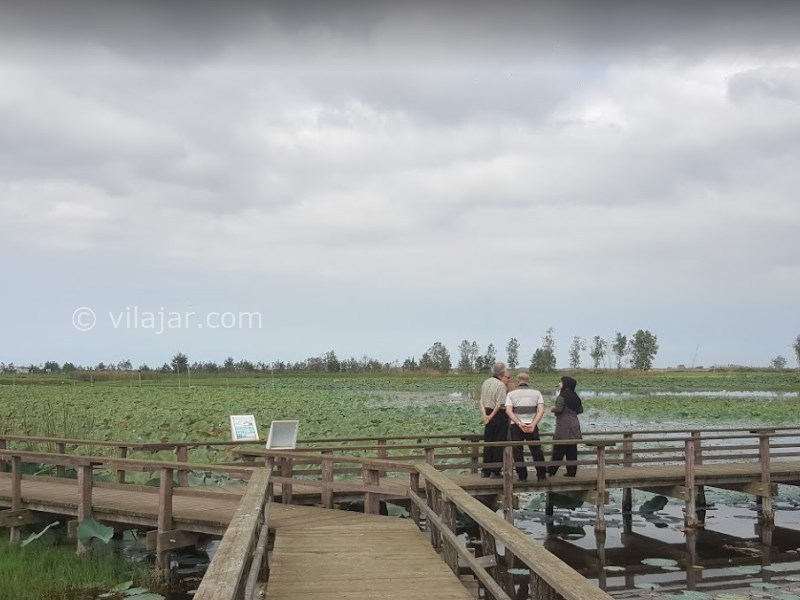 عکس شماره 3 - تالاب انزلی یا مرداب انزلی