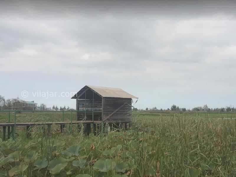 عکس شماره 4 - تالاب انزلی یا مرداب انزلی