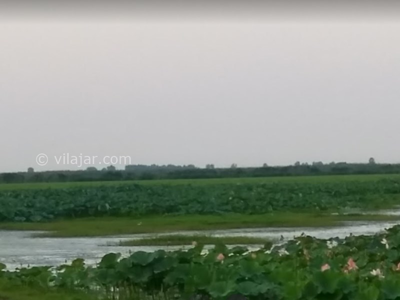 عکس شماره 5 - تالاب انزلی یا مرداب انزلی