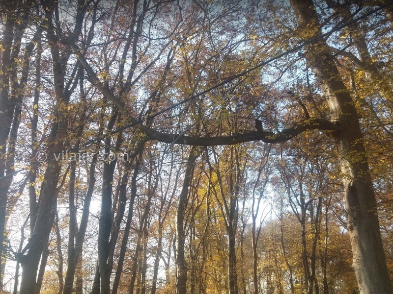 عکس شماره 6 - تالاب انزلی یا مرداب انزلی