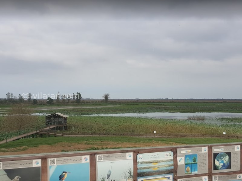 عکس شماره 7 - تالاب انزلی یا مرداب انزلی