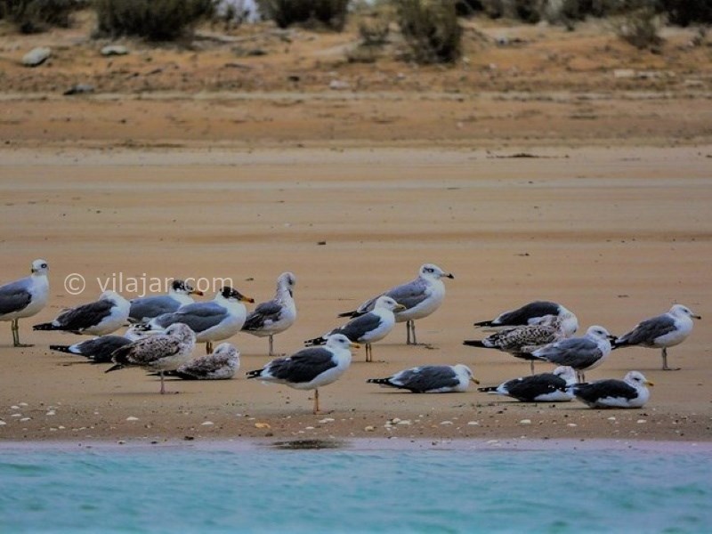 عکس شماره 7 - بندر گواتر