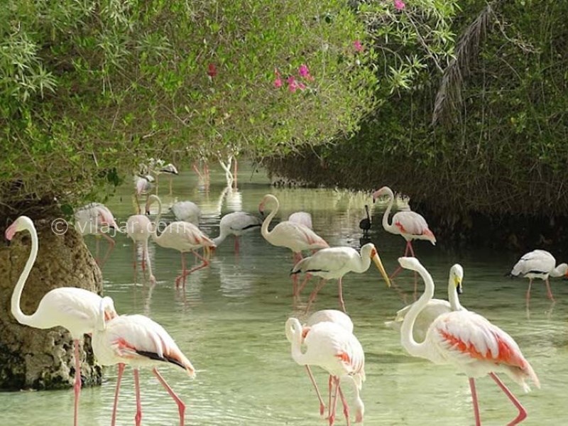 عکس شماره 5 - باغ پرندگان کیش