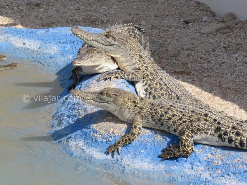 عکس شماره 6 - باغ پرندگان کیش