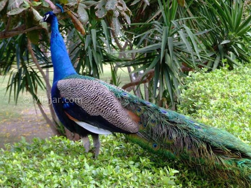 عکس شماره 7 - باغ پرندگان کیش