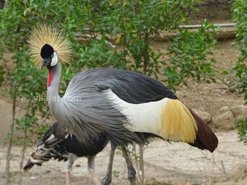 عکس شماره 8 - باغ پرندگان کیش