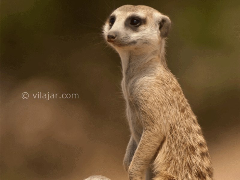 عکس شماره 4 - باغ وحش ارم تهران