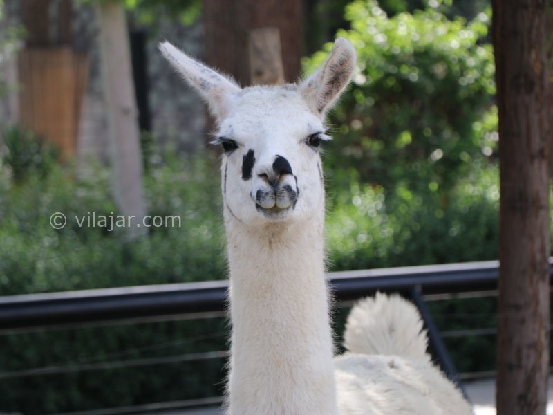 عکس شماره 6 - باغ وحش ارم تهران