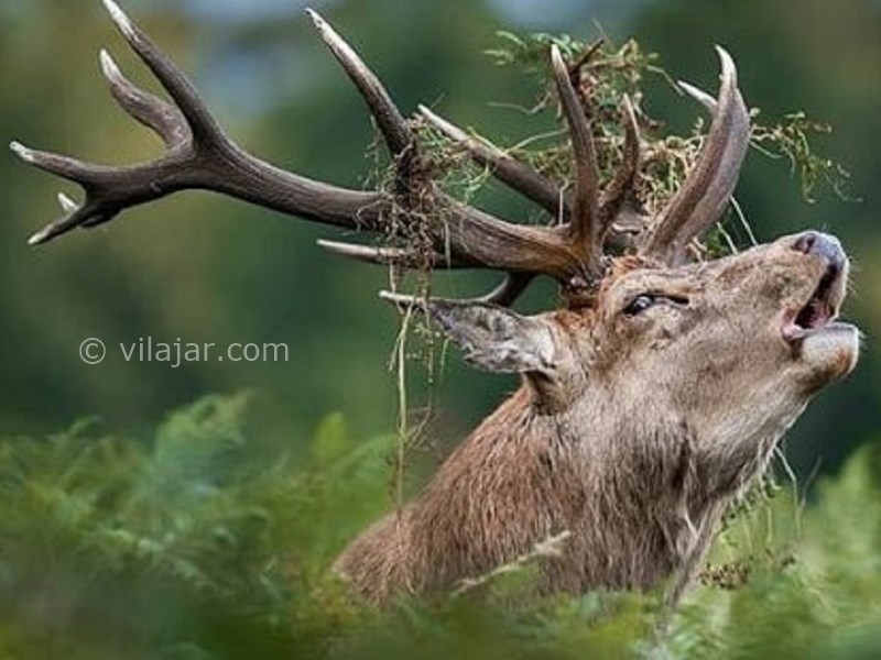 عکس شماره 7 - باغ وحش ارم تهران