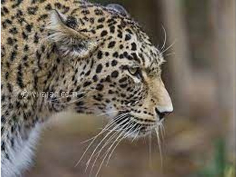 عکس شماره 8 - باغ وحش ارم تهران