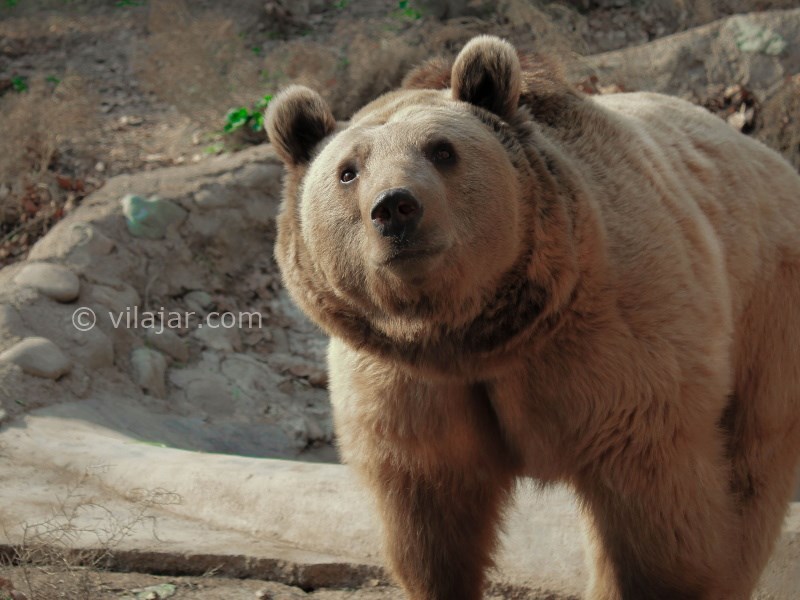 عکس شماره 9 - باغ وحش ارم تهران