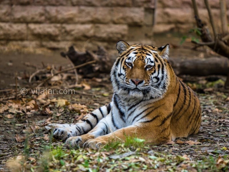 عکس شماره 10 - باغ وحش ارم تهران
