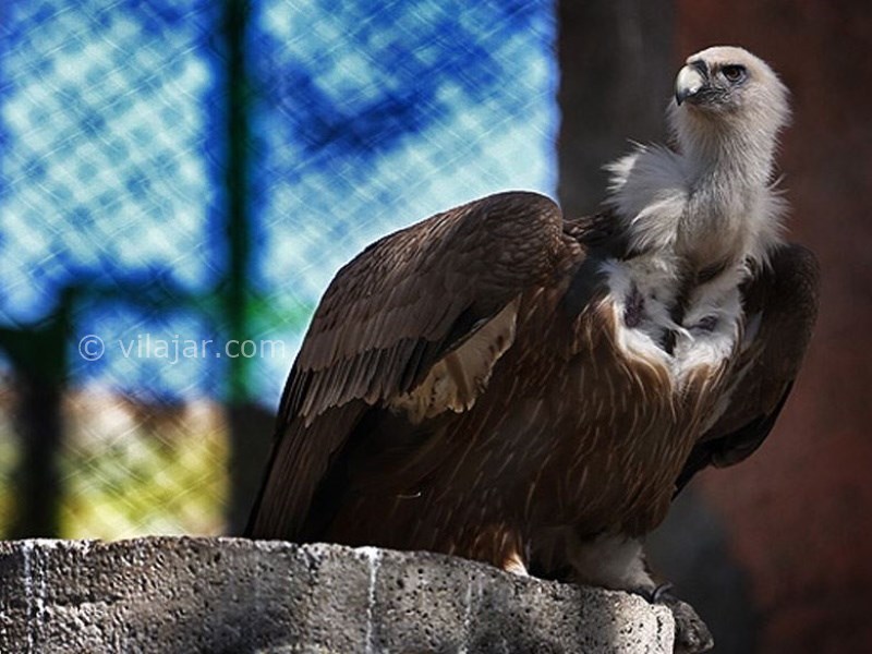 عکس شماره 11 - باغ وحش ارم تهران