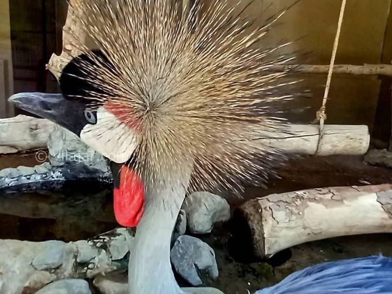 عکس شماره 12 - باغ وحش ارم تهران