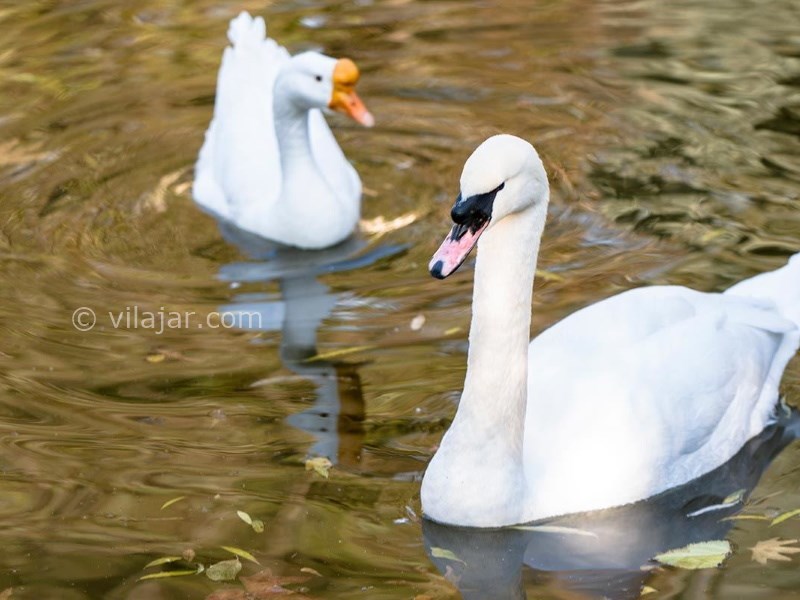عکس شماره 13 - باغ وحش ارم تهران