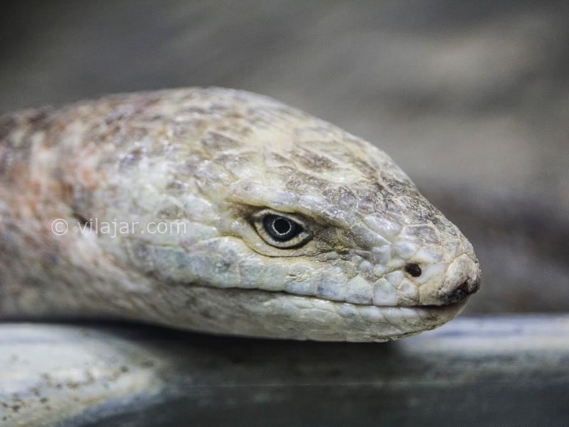 عکس شماره 14 - باغ وحش ارم تهران