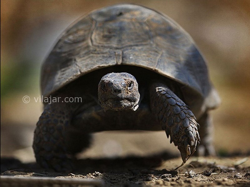 عکس شماره 15 - باغ وحش ارم تهران