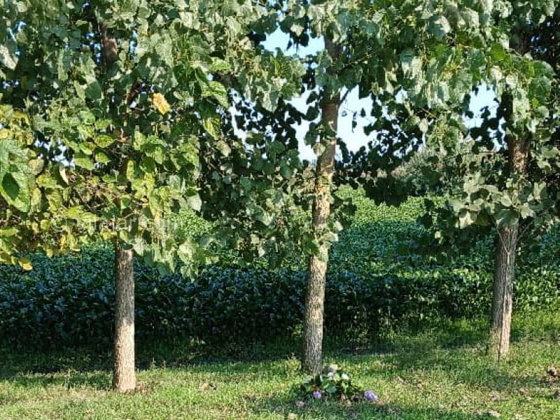 عکس شماره 9 - آغوز آب بندان بابل