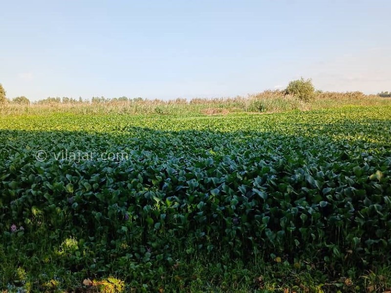 عکس شماره 10 - آغوز آب بندان بابل