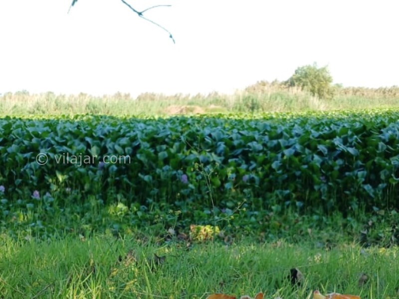 عکس شماره 13 - آغوز آب بندان بابل