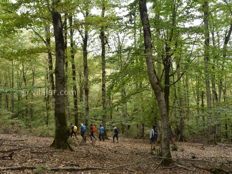 عکس اصلی شماره 3 - جنگل سینوا