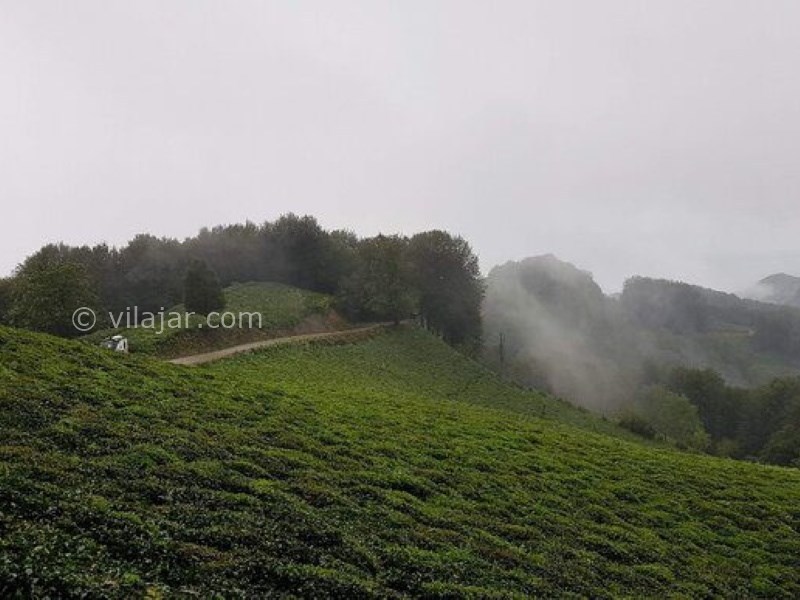 عکس شماره 3 - کوه و جنگل عطاکوه