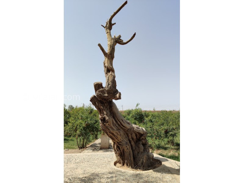 عکس شماره 5 - باغ خان یزد