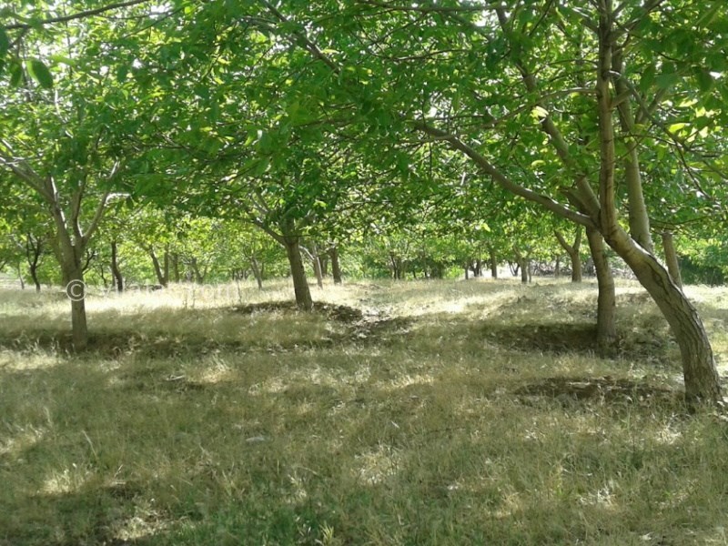 عکس اصلی شماره 2 - روستای چنارستان و سراب جانیزه